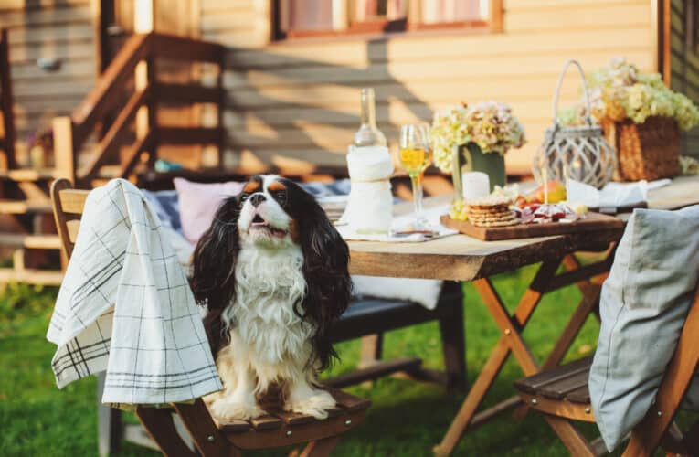 ¿Deberías llevar a tu mascota a las celebraciones de fiestas patrias?