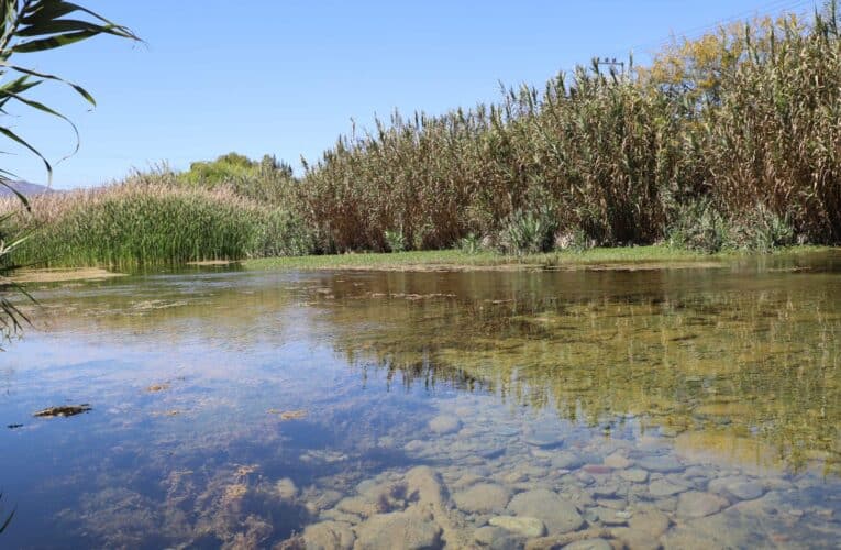 Municipio de Vallenar intensifica labores en el Humedal Urbano para proteger la biodiversidad y prevenir riesgos