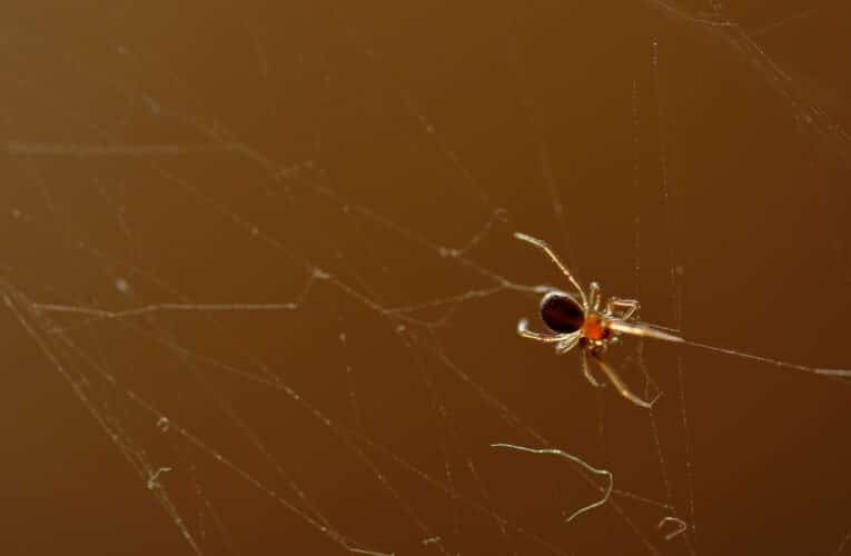 Cómo protegerse de la mordedura de araña de rincón este verano