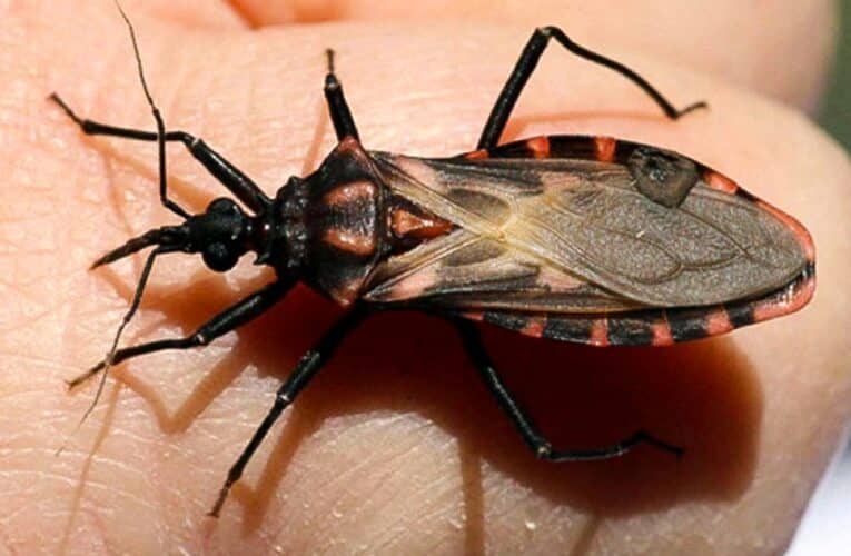 Enfermedad de Chagas en la Región de Coquimbo: un desafío pendiente en salud pública