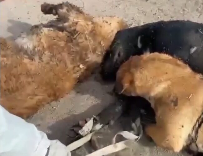 Masacre de perros en sector poniente de Calama: Vecinos y animalistas exigen justicia