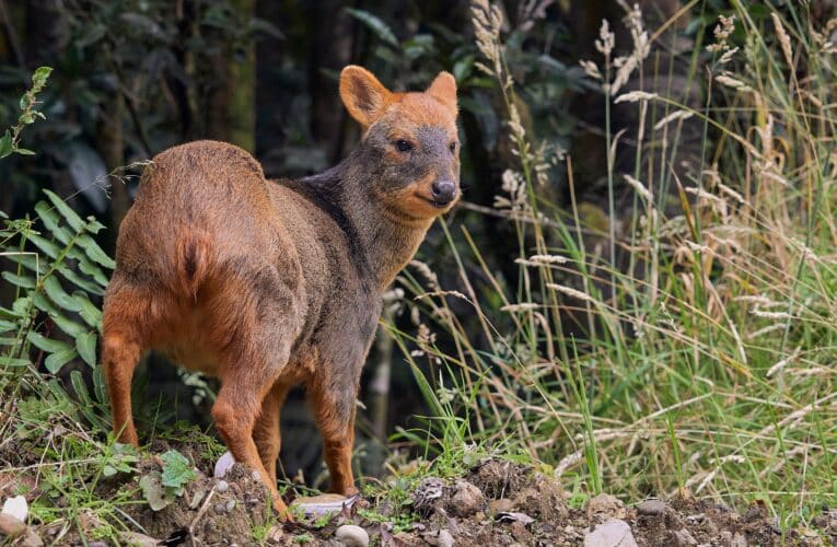 Incendios forestales y su impacto en la fauna silvestre