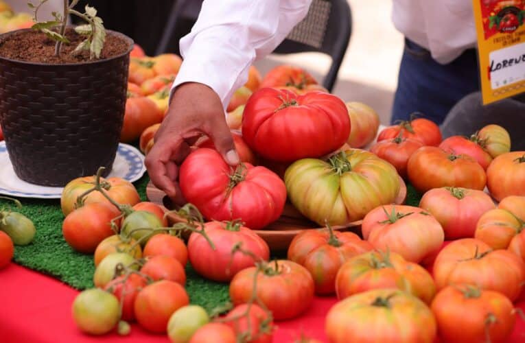 «Más de 2.500 personas participaron en la Fiesta del Tomate en Camar en una celebración única de sabor, tradición y música