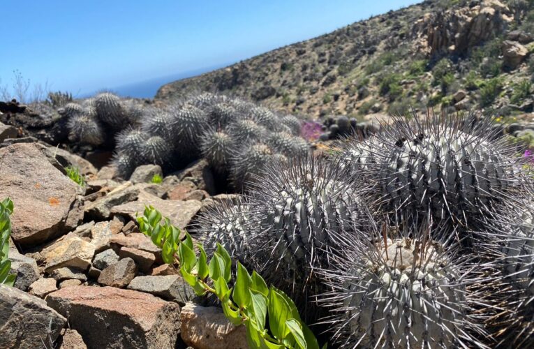 Seremi del Medio Ambiente invita a participar en el proceso de clasificación de especies.